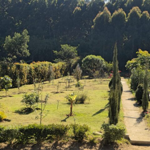 Tea Field